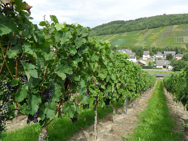 Weinreben in Rheinland Pfalz